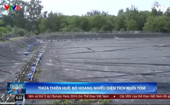 Thừa Thiên Huế: Nhiều diện tích nuôi tôm bị bỏ hoang do thua lỗ