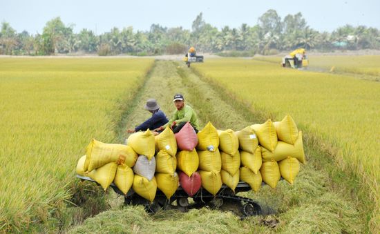 Lúa gạo Việt Nam tiến tới xuất khẩu “được giá, được lượng”