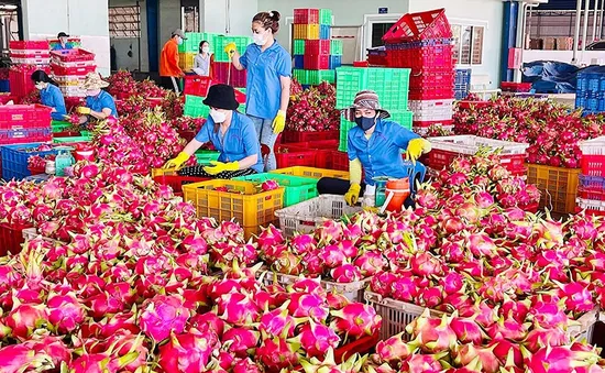 Thanh long rớt gần nửa giá