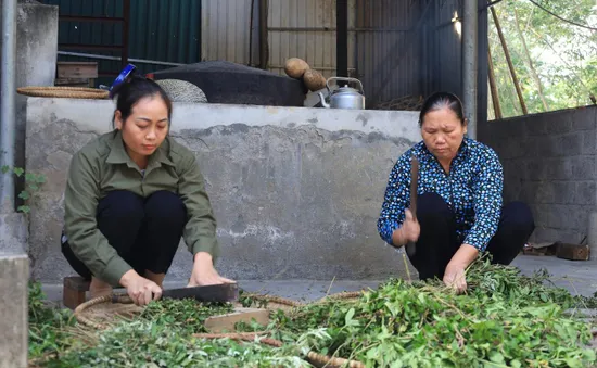 Bảo tồn và phát huy kho báu thuốc nam tại Ninh Bình