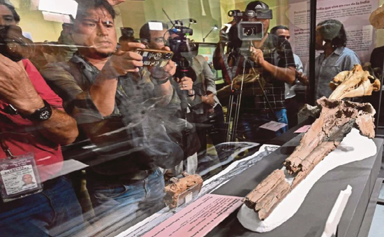 Peru giới thiệu hóa  thạch cá heo 16 triệu năm tuổi