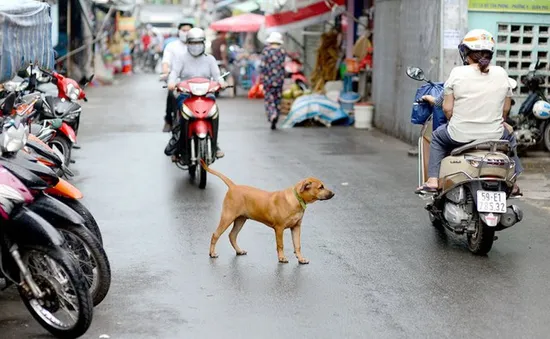 Đề xuất nuôi chó, mèo phải đăng ký với xã, phường