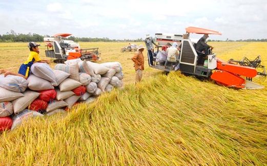 Cơ hội gia tăng giá trị hạt gạo Việt