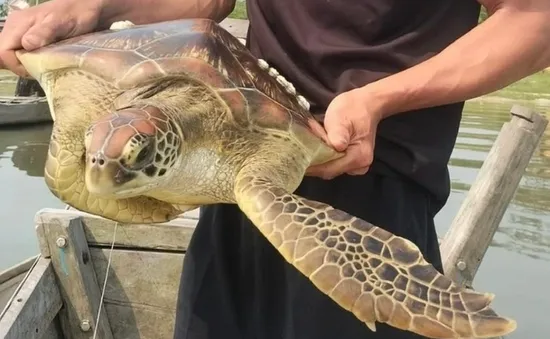 Thả rùa biển quý hiếm nặng 10 kg về tự nhiên