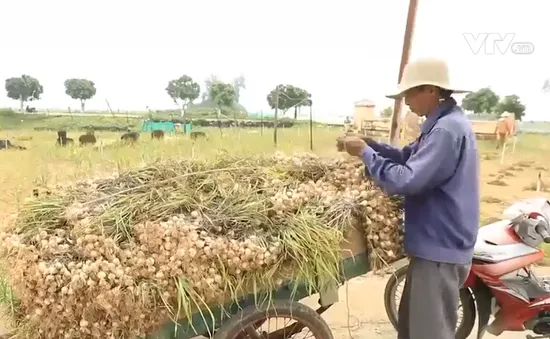 "Vương quốc tỏi" Lý Sơn vào mùa thu hoạch