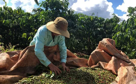 Cà phê Việt "thâm nhập" Algeria