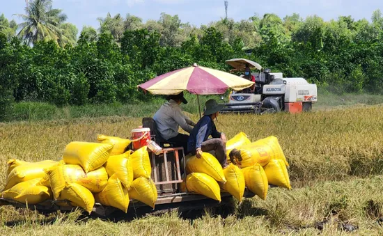 Giá lúa tươi tăng trở lại