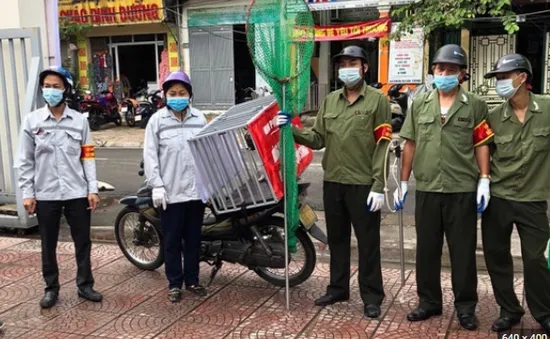 Hà Nội tăng cường hoạt động các đội bắt chó thả rông để phòng bệnh dại