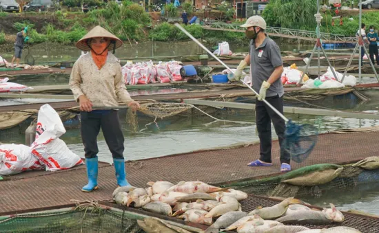 Hàng trăm tấn cá chết bất thường, nông dân Hải Dương nguy cơ mất trắng cơ nghiệp