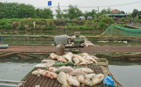 Cá chết hàng loạt ở Hải Dương gây thiệt hại hơn 50 tỷ đồng