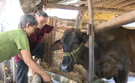 Giúp thoát nghèo từ "Ngân hàng bò"