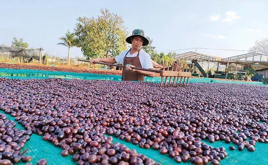 Giá thu mua tăng cao, cơ hội và thách thức của ngành cà phê Việt Nam