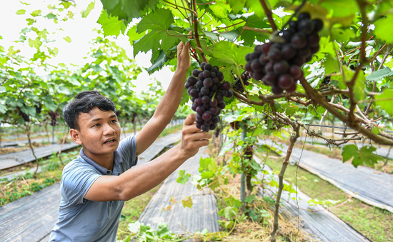 Học Bác tinh thần vượt khó, chàng trai thử nghiệm thành công trồng nho đen không hạt