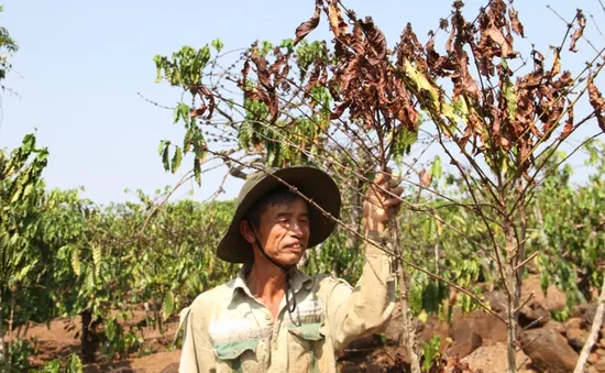 Mất trắng hàng trăm hecta lúa và hoa màu do hạn hán