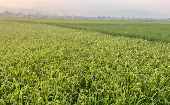 Ngắm hoàng hôn trên cánh đồng lớn nhất Tây Bắc
