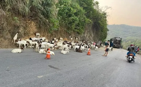 Xe chở hơn 100 con dê gặp nạn, người dân kêu gọi "giải cứu"