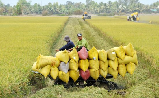 Nông dân mừng vì lúa vụ đông xuân được mùa, được giá