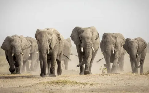 Botswana dọa "trục xuất" 20.000 con voi tới Đức