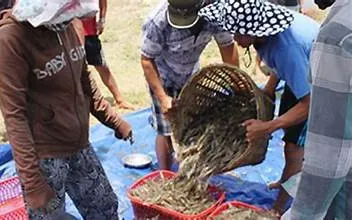 Kiên Giang: Thiệt hại 80 ha nuôi tôm, cua do nắng nóng kéo dài