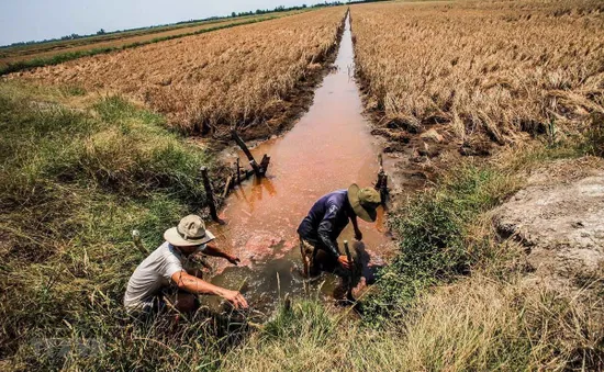 Đồng bằng sông Cửu Long đối mặt với tình trạng thiếu nước trầm trọng