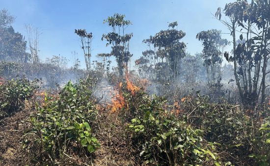 Hơn 50 người tham gia khống chế đám cháy rừng ở Bảo Lộc (Lâm Đồng)