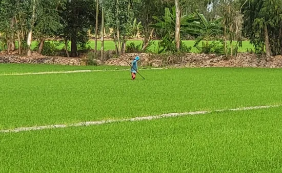 Độ mặn giảm, nông dân Hậu Giang phấn khởi