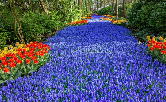 Keukenhof - vườn xuân đẹp nhất thế giới