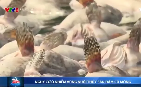 Báo động ô nhiễm môi trường sau sự cố cá, tôm chết hàng loạt trên đầm Cù Mông