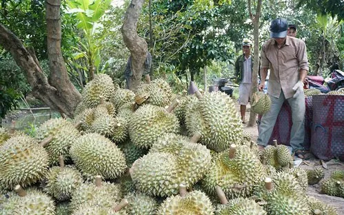 Trung Quốc ưa chuộng sầu riêng