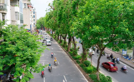 Hình ảnh hàng xà cừ cổ thụ xanh mát trên đường Láng