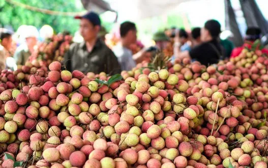 Vải Thanh Hà tấp nập lên đường xuất khẩu