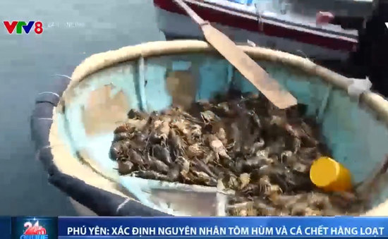 Phú Yên xác định nguyên nhân tôm hùm và cá chết hàng loạt tại Xuân Thịnh
