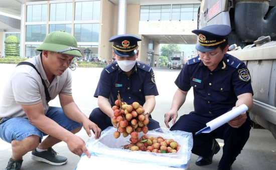 Lào Cai hỗ trợ xuất khẩu vải thiều