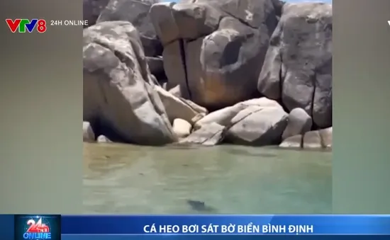 Đàn cá heo xuất hiện ở biển Bình Định