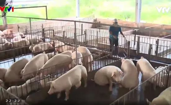 Giá lợn hơi tăng cao nhất trong hai năm qua