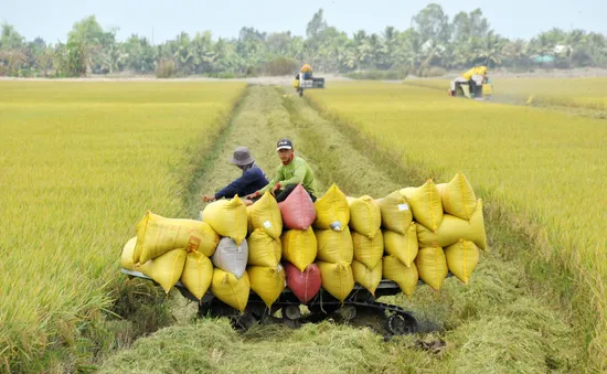 Xuất khẩu gạo tăng trưởng tích cực