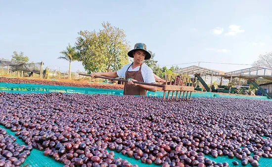 Tăng chất lượng nông sản, đảm bảo mục tiêu xuất khẩu