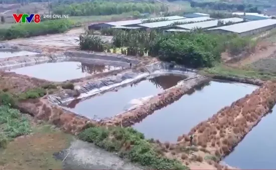 Gia Lai: Ô nhiễm nghiêm trọng từ trang trại chăn nuôi lợn sát khu dân cư