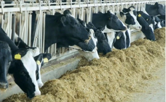Canada siết chặt quy định nhập khẩu bò sữa từ Mỹ