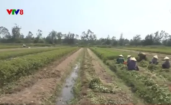 Nông dân Quảng Nam mở rộng diện tích trồng lạc