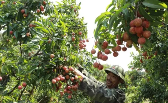 Liên kết vùng, tăng chế biến để tiêu thụ nhãn, vải vào mùa