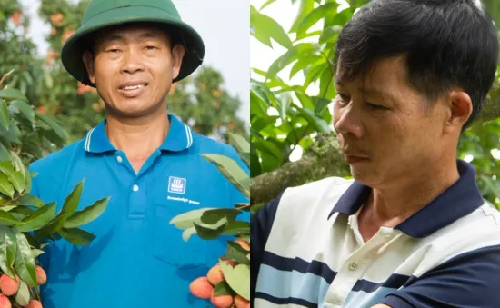 Vải thiều mất mùa: Kẻ khóc - người cười