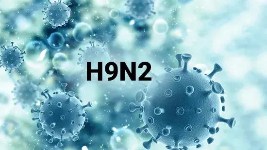 Bé trai 4 tuổi ở Ấn Độ nhiễm virus cúm gia cầm H9N2