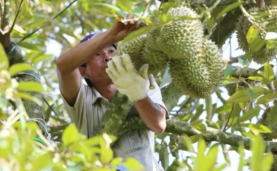 Để sầu riêng Việt “vươn xa”