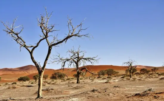Ngày Quốc tế chống sa mạc hóa và hạn hán 2024 nhấn mạnh quản lý đất bền vững