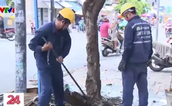 Giải cứu cây xanh bị bê tông vây chặt gốc ở TP Hồ Chí Minh