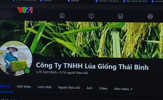 Thủ đoạn tinh vi bán giống lúa giả gây thiệt hại nặng nề cho nông dân