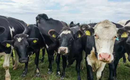 Thuế carbon đầu tiên trên thế giới đối với chăn nuôi: 100 USD cho mỗi con bò tại Đan Mạch