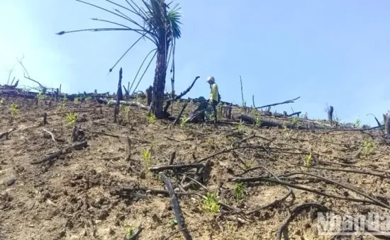 Không để phát sinh thêm điểm nóng phá rừng tại huyện Minh Hóa, Quảng Bình