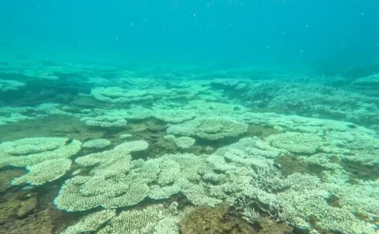 Tạm dừng hoạt động bơi lội, lặn xem san hô tại một số điểm ở Vườn quốc gia Côn Đảo
